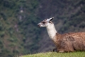 Day 5 - Machu Picchu
